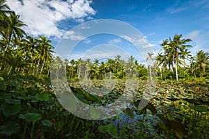 Pulau UbinÃ¢â¬â¢ swamp